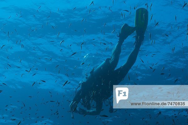 Scuba diver underwater  Southern Thailand  Andaman Sea  Indian Ocean  Southeast Asia  Asia
