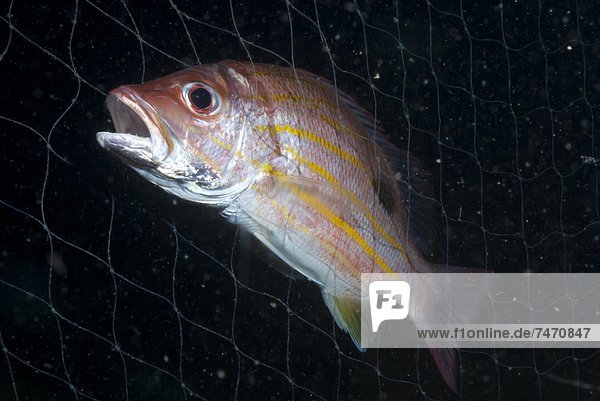 Striped snapper (Lutjanus) caught in fishing net  Southern Thailand  Andaman Sea  Indian Ocean  Southeast Asia  Asia