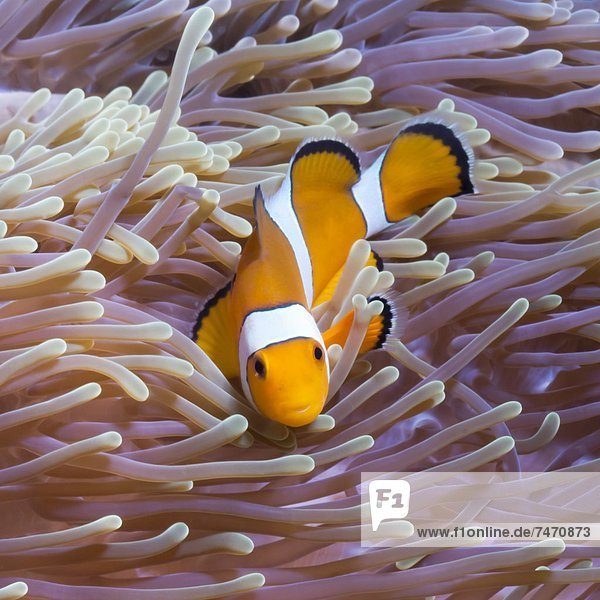 Western clown anemonefish (Amphiprion ocellaris) and sea anemone (Heteractis magnifica)  Southern Thailand  Andaman Sea  Indian Ocean  Southeast Asia  Asia