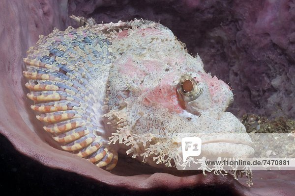 Scorpionfish (Scorpaenopsis)  Southern Thailand  Andaman Sea  Indian Ocean  Southeast Asia  Asia