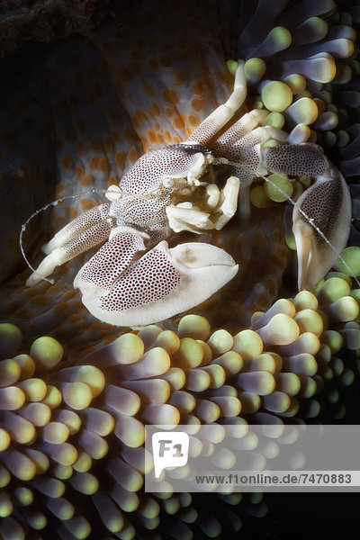 Porcelain crab (Neopetrolisthes oshimai)  Southern Thailand  Andaman Sea  Indian Ocean  Southeast Asia  Asia