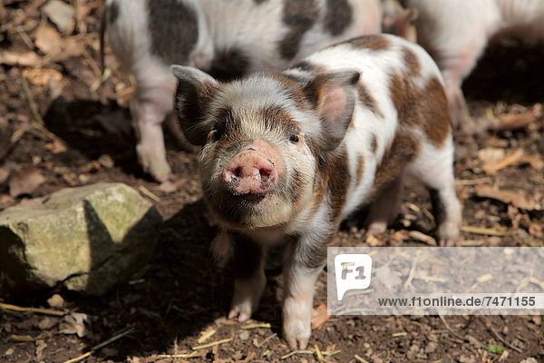 A rare breed Kune Kune piglet