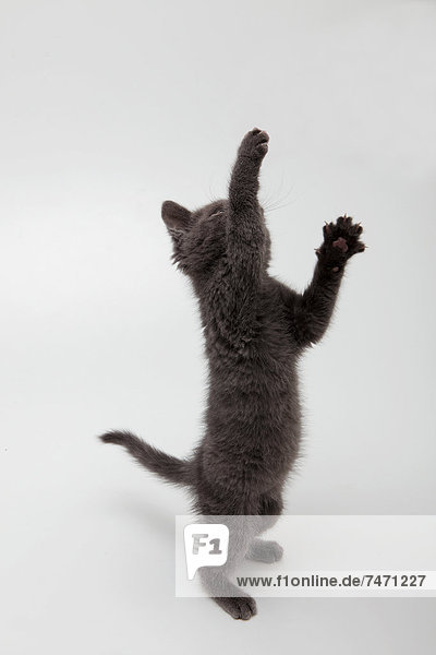 hoch oben springen grau Kätzchen Katze