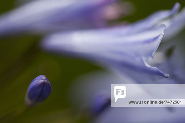 Blume blau Schmucklilie