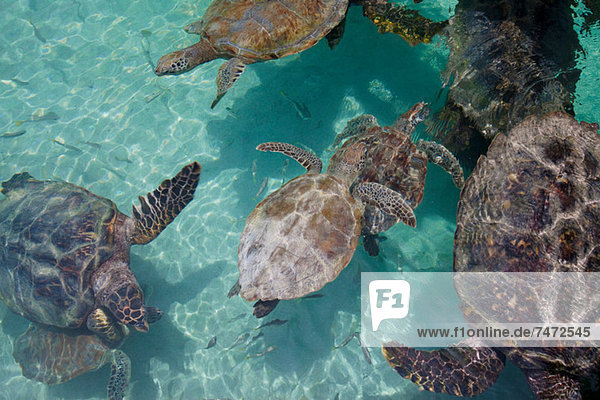 Turtles swimming in tropical water
