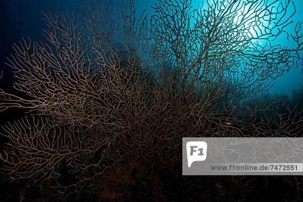 Coral reef in tropical water