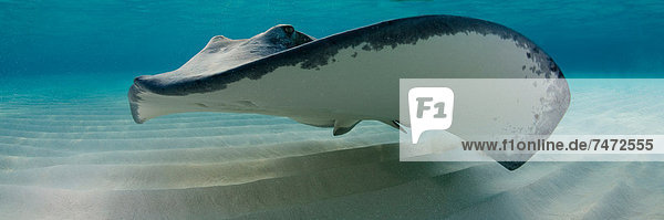 Ray swimming underwater