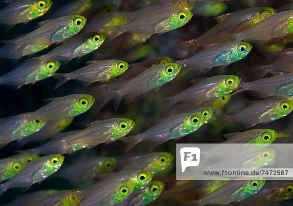Close up of colorful fish underwater