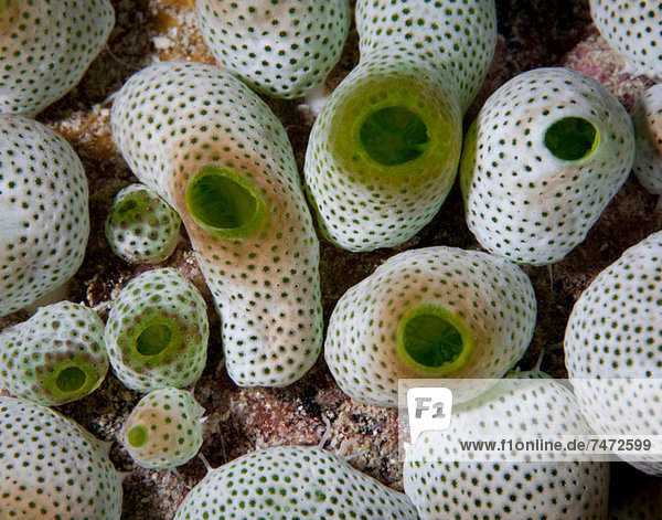 Close up of colorful underwater plants