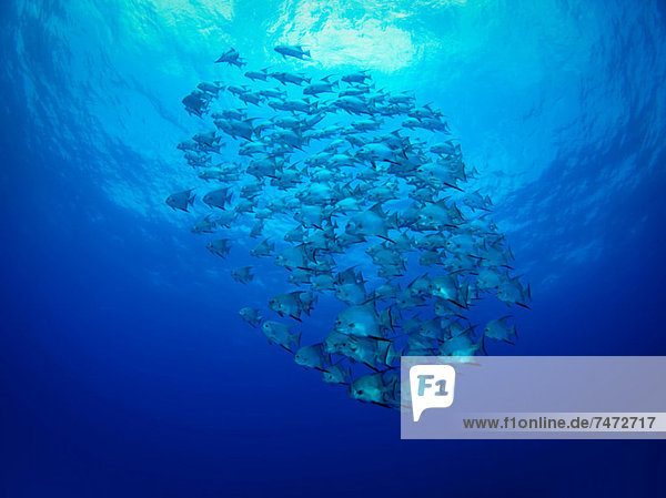 School of fish swimming underwater