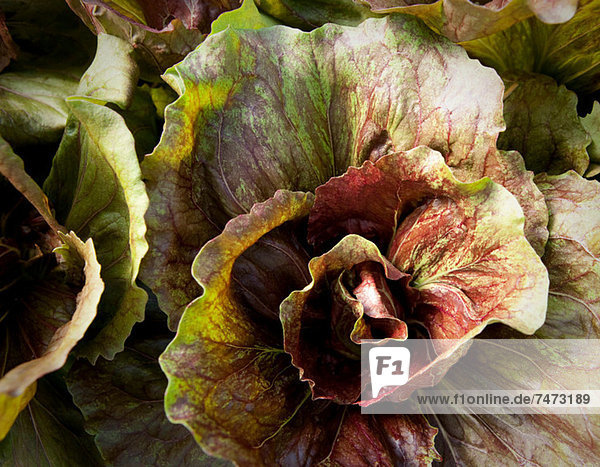 Close up of lettuce head in garden