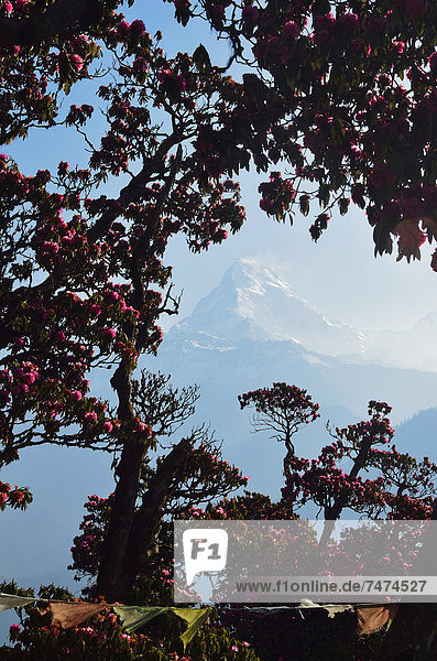Hügel  Annapurna  Nepal  Rhododendron