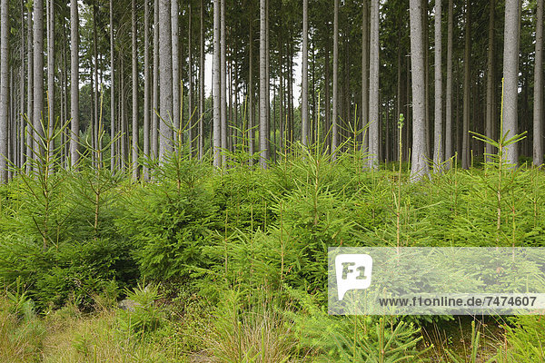 Spruce Forest  Odenwald  Hesse  Germany