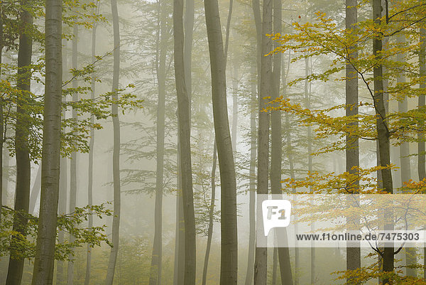Beech Forest in Morning Mist in Autumn  Spessart  Bavaria  Germany