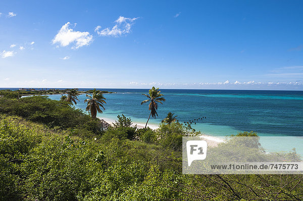 Landschaftlich schön  landschaftlich reizvoll  Baum  Küste  Karibik  Aruba  Kleine Antillen