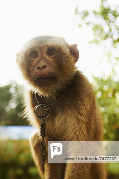 Portrait of young macaque monkey