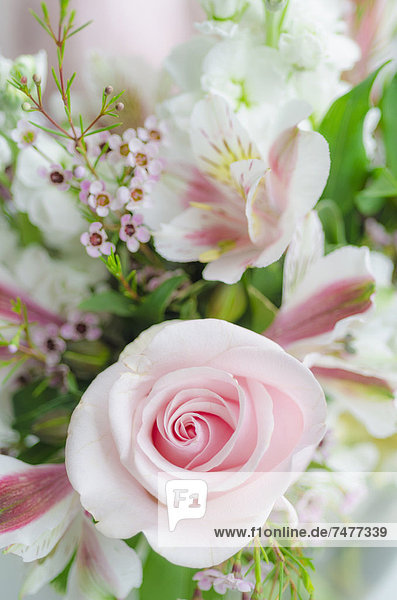 Blume  Bündel  pink  Rose
