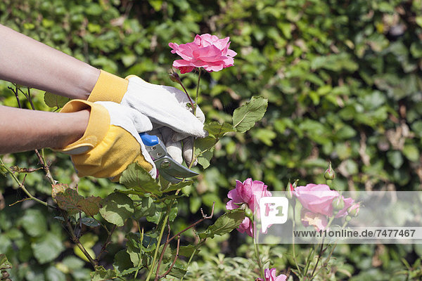 Woman using pruning shears for cutting rose