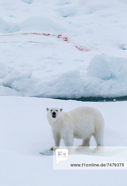 Eisbär  Ursus maritimus  Eis  Gericht  Mahlzeit  Grönland