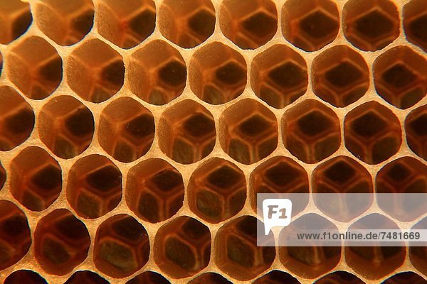 honeycomb cells