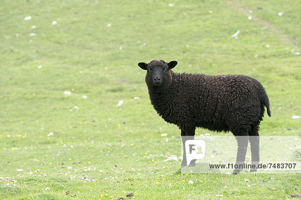 Schwarzes Lamm auf Buness  Shetlands  Schottland  Großbritannien  Europa