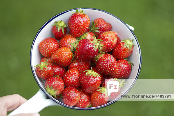 Eine Schüssel mit reifen Erdbeeren (Fragaria)