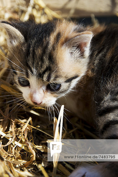 Kitten (Felis silvestris catus)