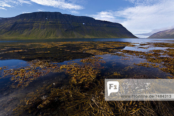 Hornstrandir  Westfjords  West Iceland  Iceland  Europe