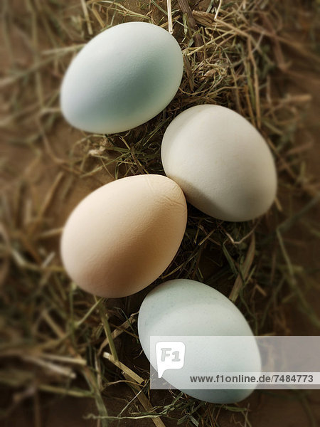 Bio-Eier aus Freilandhaltung  Hühnereier  Cotswold Legbar