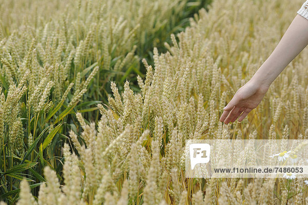 Deutschland  Hand des Teenagermädchens beim Berühren von Weizen im Weizenfeld
