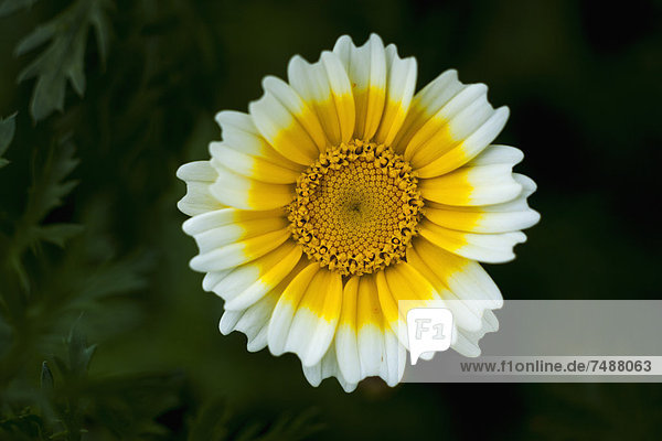 Deutschland  Crown Daisy Blume  Nahaufnahme