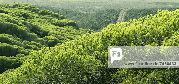 Portugal  Blick auf den Pinienwald