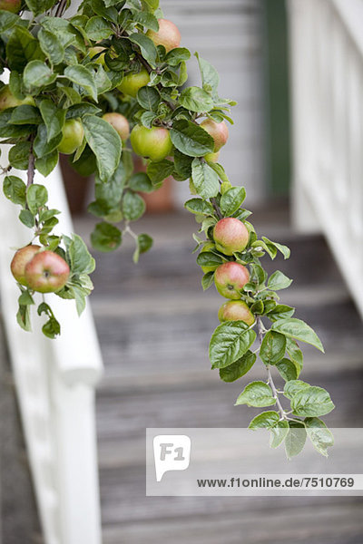 Äpfel am Baum mit Stufen im Hintergrund