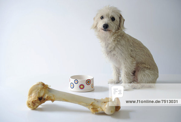 Terrier mix beside a bowl and a large dog bone