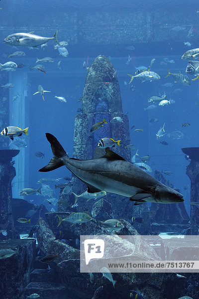 Aquarium in The Lost Chambers  a theme park based on the legend of Atlantis  Atlantis Hotel  The Palm Jumeirah  Dubai  United Arab Emirates  Middle East  Asia