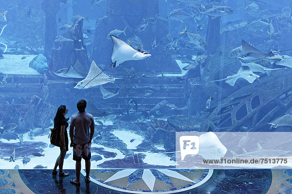Couple observing stingrays in a gigantic aquarium  underwater world of the Ambassador Lagoon  Atlantis Hotel  The Palm Jumeirah  Dubai  United Arab Emirates  Middle East  Asia