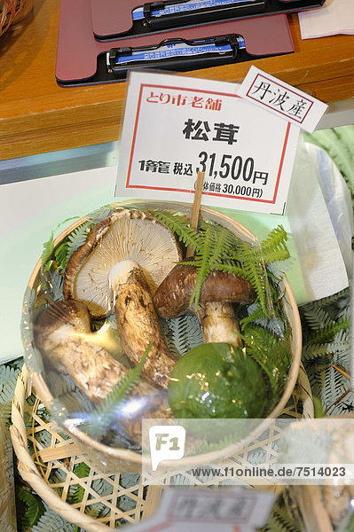 Matsutake  the most expensive edible mushroom  here offered wrapped as a gift in a deli  Kyoto  Japan  East Asia  Asia