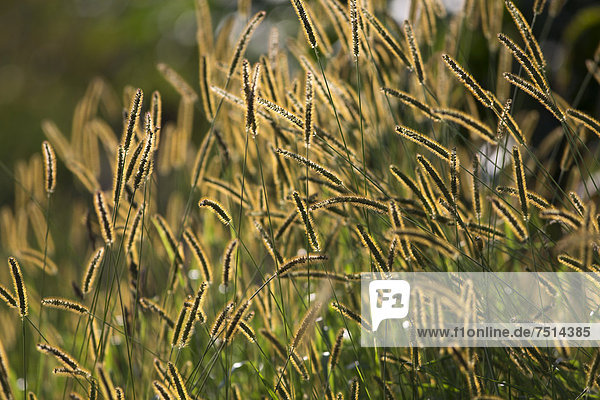 Gräser im Gegenlicht an einem Feld nahe Potsdam  Brandenburg  Deutschland  Europa