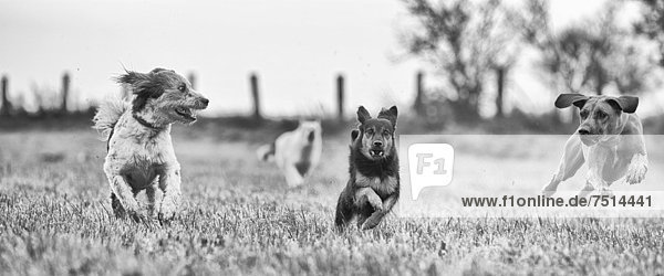 Drei unterschiedlich große Hunde rennen über ein abgeerntetes Feld  Brandenburg  Deutschland  Europa