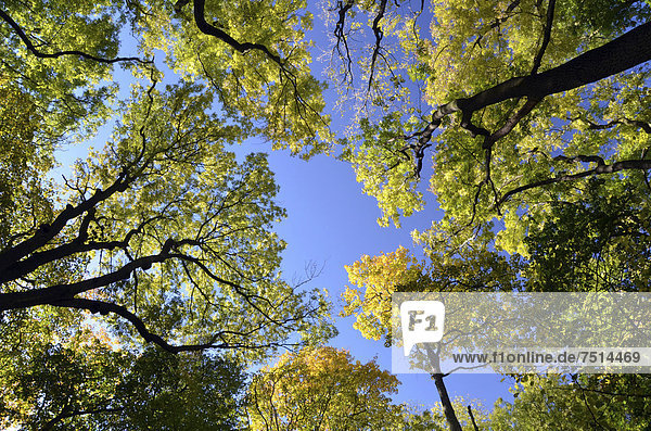 Blick ins Kronendach eines Laubmischwaldes  Herbstwald im Nationalpark Hainich  Thüringen  Deutschland  Europa