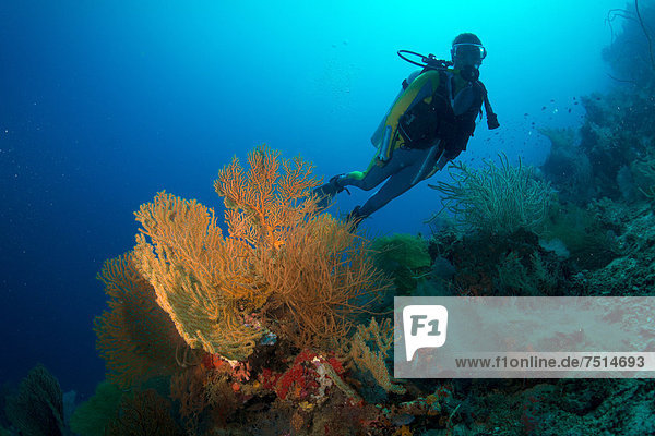 Scuba diver swimming in a coral reef behind a gorgonian  Philippines  Asia