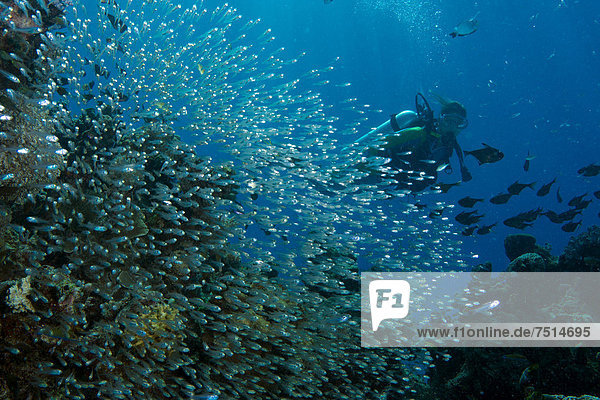 Scuba diver swimming behind a swarm of Glassfish (Parapriacanthus ransonneti)  Philippines  Asia