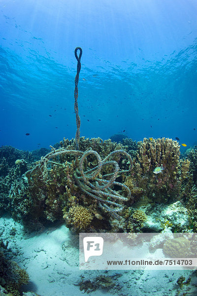 Ein gerissenes Ankerseil im Korallenriff  Philippinen  Asien