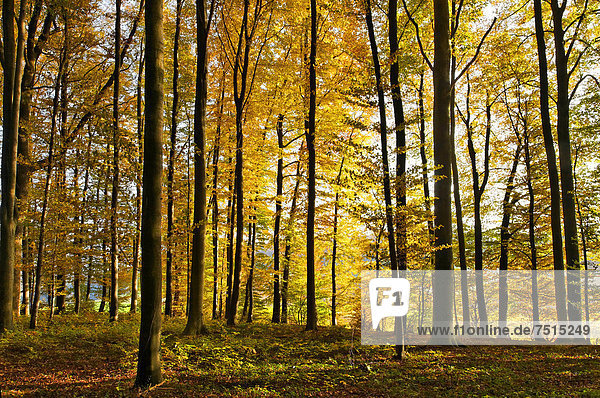 Wald im Herbst auf dem Dinkelberg  bei Adelhausen  Rheinfelden - Baden  Baden-Württemberg  Deutschland  Europa