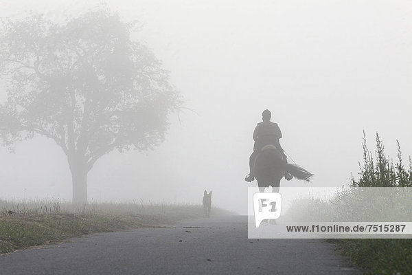 Horseman in the morning mist on Dinkelberg mountain  near Minseln  Rheinfelden - Baden  Baden-Wuerttemberg  Germany  Europe