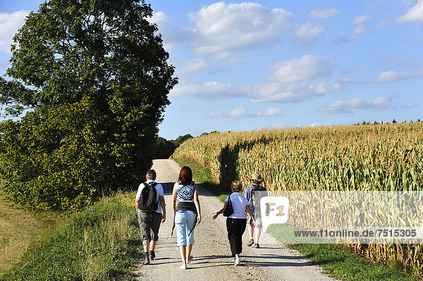 Hikers in the Franconian countryside  right a cornfield (Zea mays subsp. Mays)  Karsberg  Upper Franconia  Bavaria  Germany  Europe
