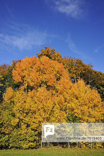 Goldgelbe Herbstfärbung der Zitterpappeln oder Espen (Populus tremula)  Algersdorf  Fränkische Schweiz  Mittelfranken  Bayern  Deutschland  Europa