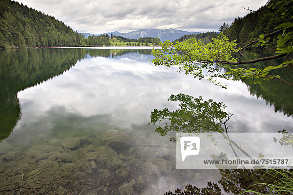 Bäume mit Spiegelung am Gleinkersee Öberösterreich Österreich Europa