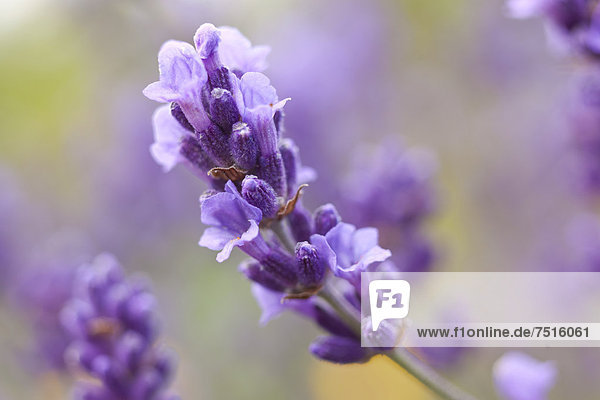Echter Lavendel (Lavandula angustifolia  Syn. Lavandula officinalis  Lavandula vera) blüht  Sachsen  Deutschland  Europa