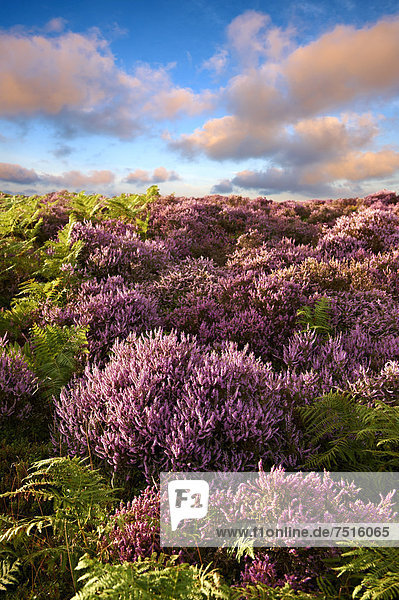 Blühende Heide  North Yorks National Park  North Yorkshire  England  Großbritannien  Europa